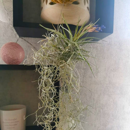 Vanda Orchidee in verschiedenen Farben