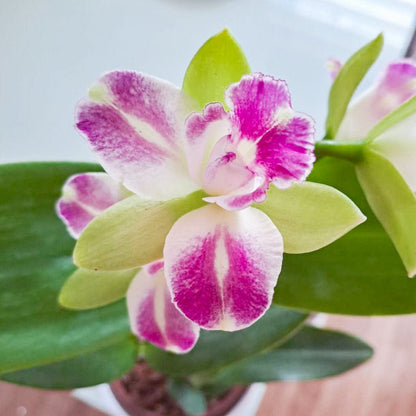 Cattleya Village Chief Green Genius mit 1+ Rispe