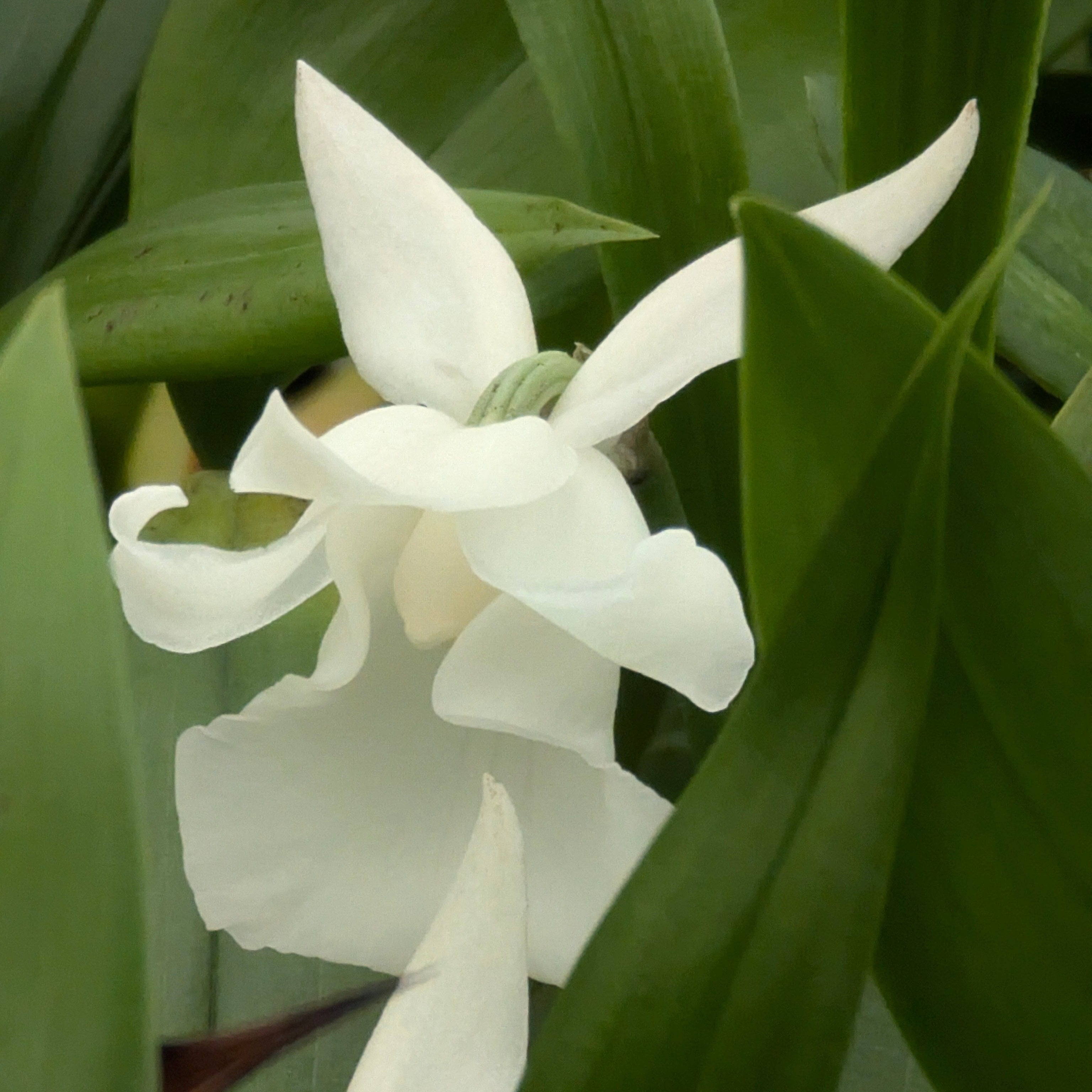 Cochleanthes im Ampeltopf in versch. Farben