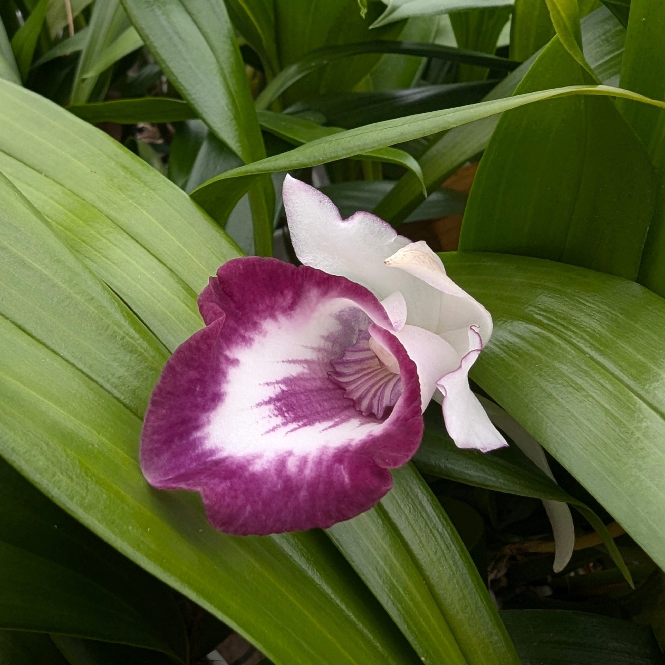 Cochleanthes im Ampeltopf in versch. Farben