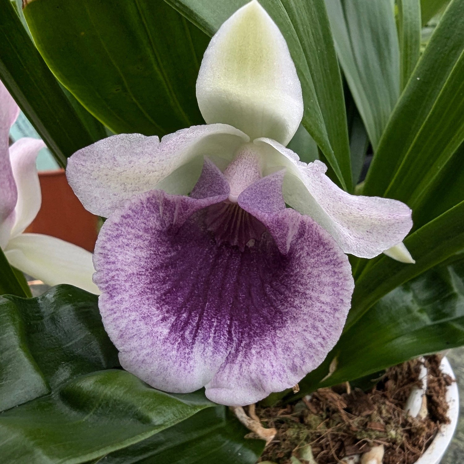 Cochleanthes im Ampeltopf in versch. Farben