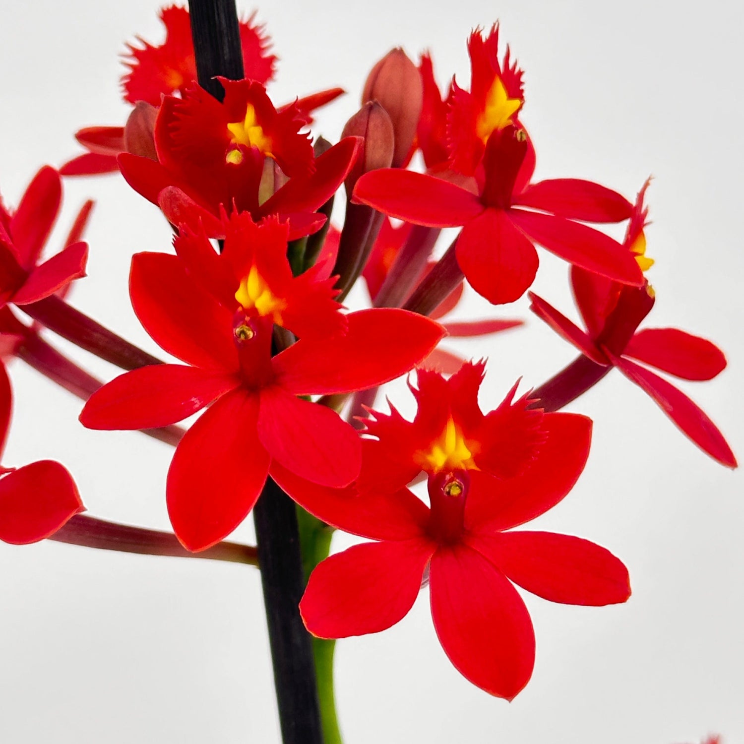 Epidendrum Nordic Fire Dauerblüher mit roten Blüten und 2+ Rispen