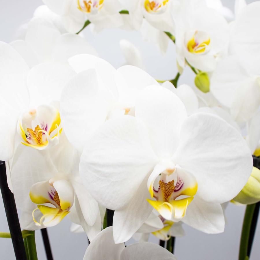 Große Two of Us Weiß mit weißen Blüten und 3 Rispen