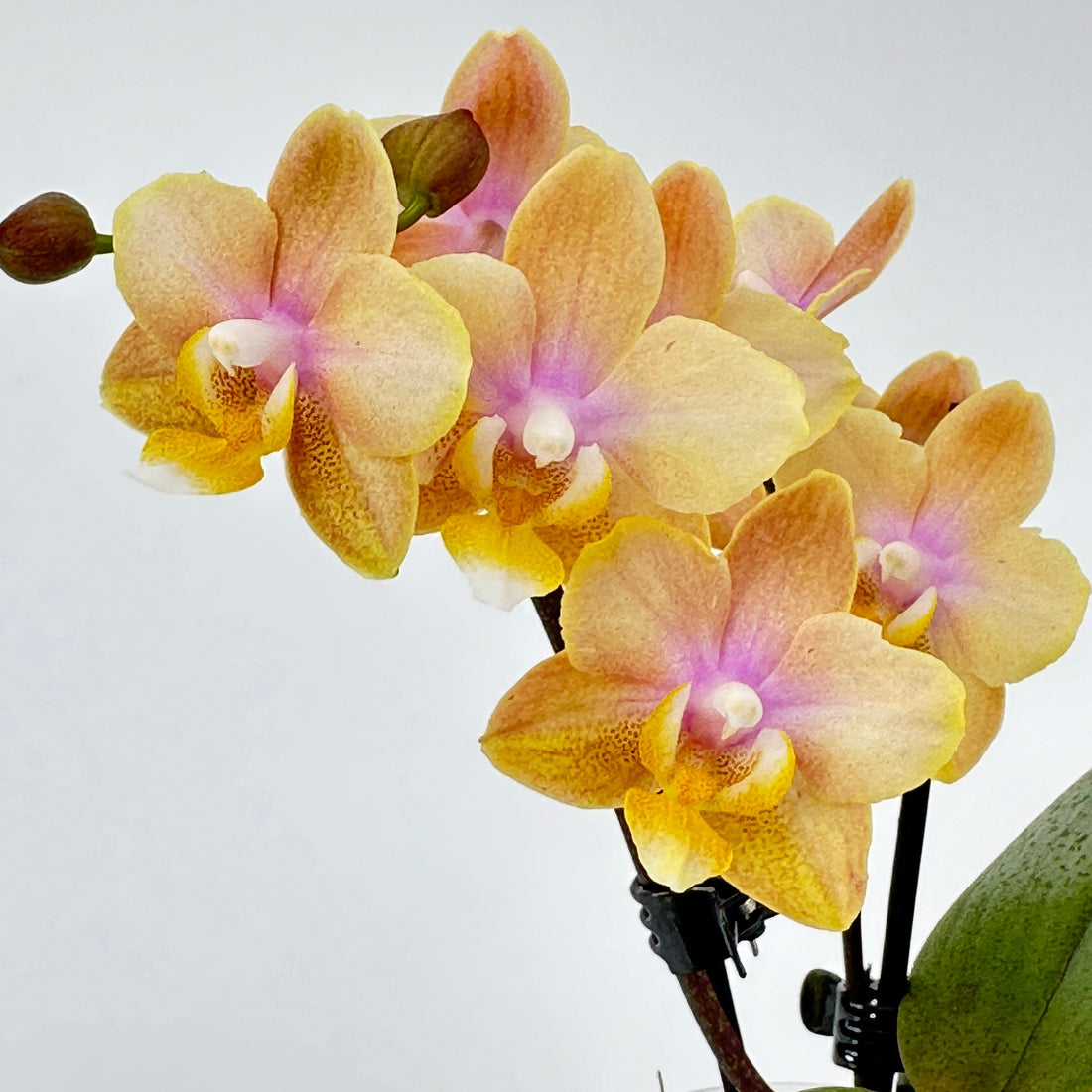Duftorchidee Table Dance Elemental mit gelben Blüten mit 2 Rispen