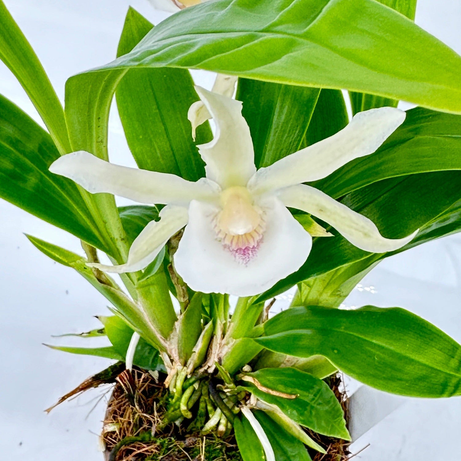 Cochleanthes Duftorchidee mit grün-weißer Blüte im 9cm Topf