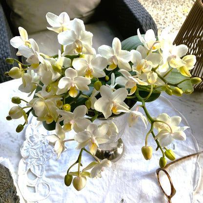 Bonsaiorchidee Nazare mit weißen Blüten und 5+ Rispen