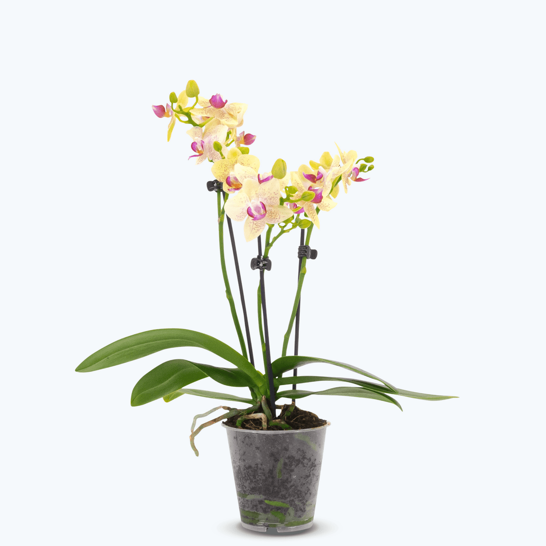 Table Dance - Sunny mit gelben Blüten und 3+ Blütenrispen