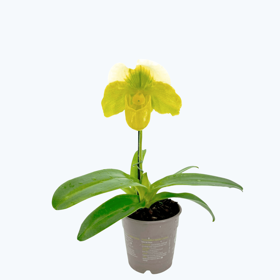 Frauenschuh Paphiopedilum Grün-Weiß mit 1 Rispe
