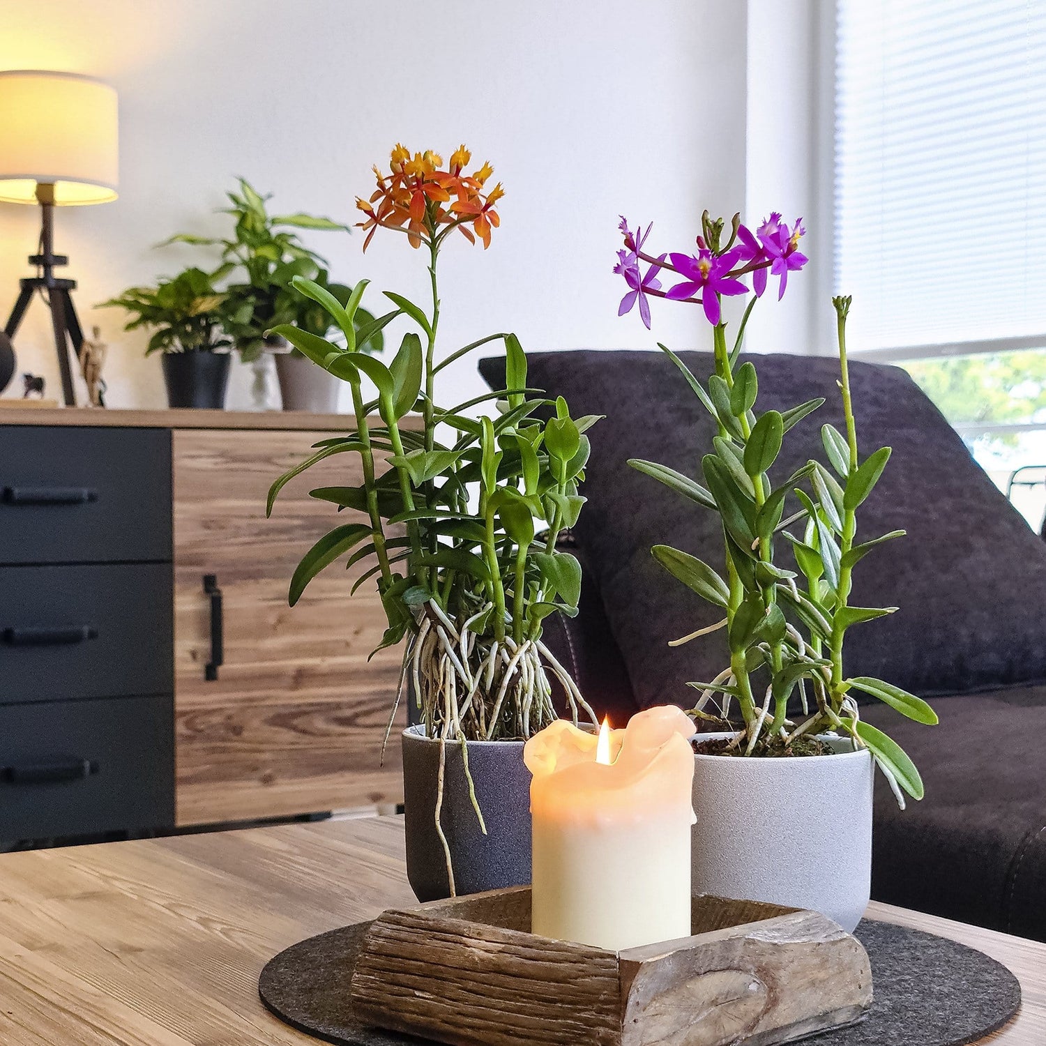 Epidendrum Nordic Fire Dauerblüher mit orangenen Blüten im 3er Set