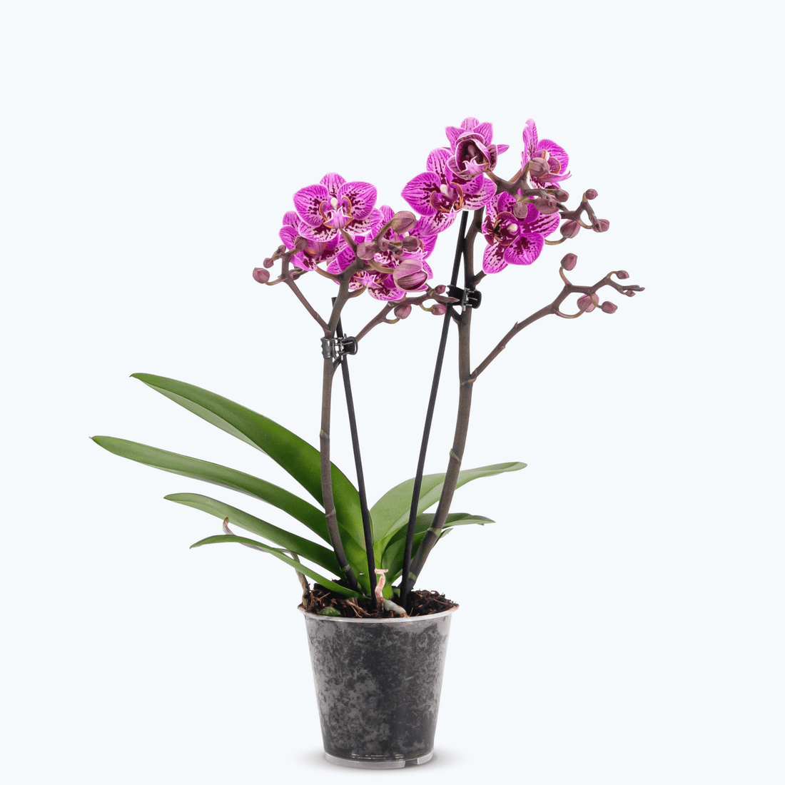 Table Dance - Aliyah Spots mit lila-rosa gefleckten Blüten und 2+ Stielen