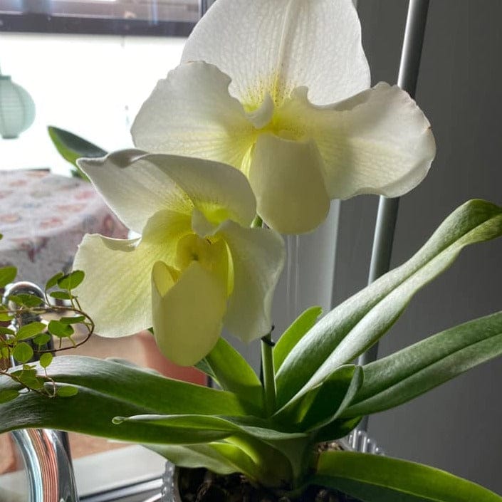Frauenschuh Paphiopedilum White Lady mit 1 Rispe großblumig weiß