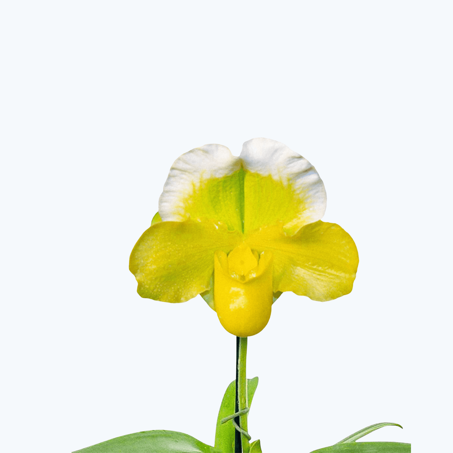 Frauenschuh Paphiopedilum Grün-Weiß mit 1 Rispe