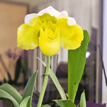 Frauenschuh Paphiopedilum Grün-Weiß mit 1 Rispe