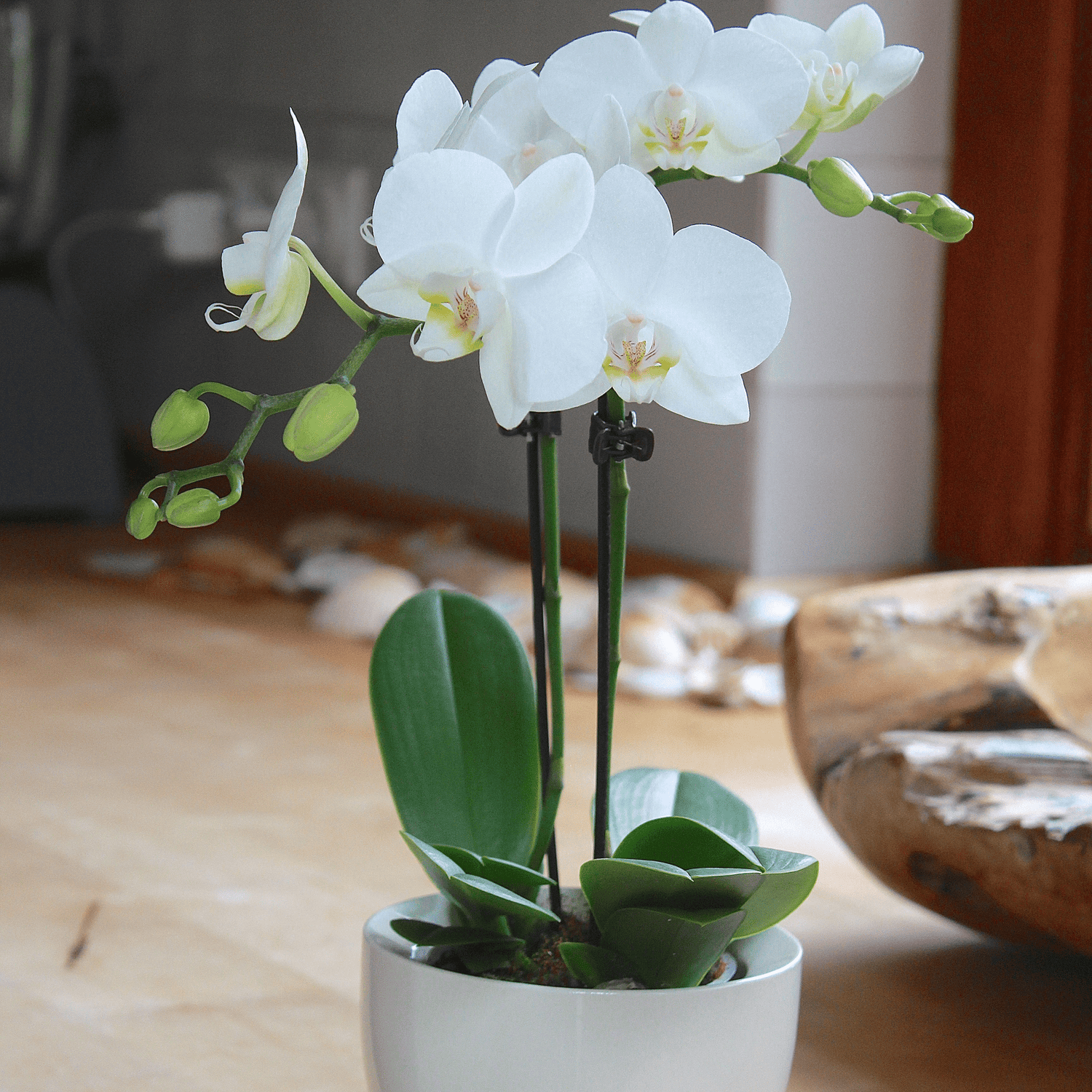 6er Set - Table Dance - Farbmix verschiedenen Orchideen Varianten