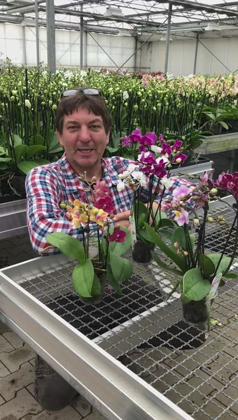 Video der Cocktail Orchidee, mit zwei verschiedenen Farben pro Topf