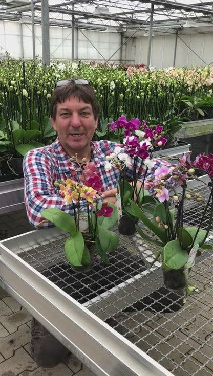 Video der Cocktail Orchidee, mit zwei verschiedenen Farben pro Topf