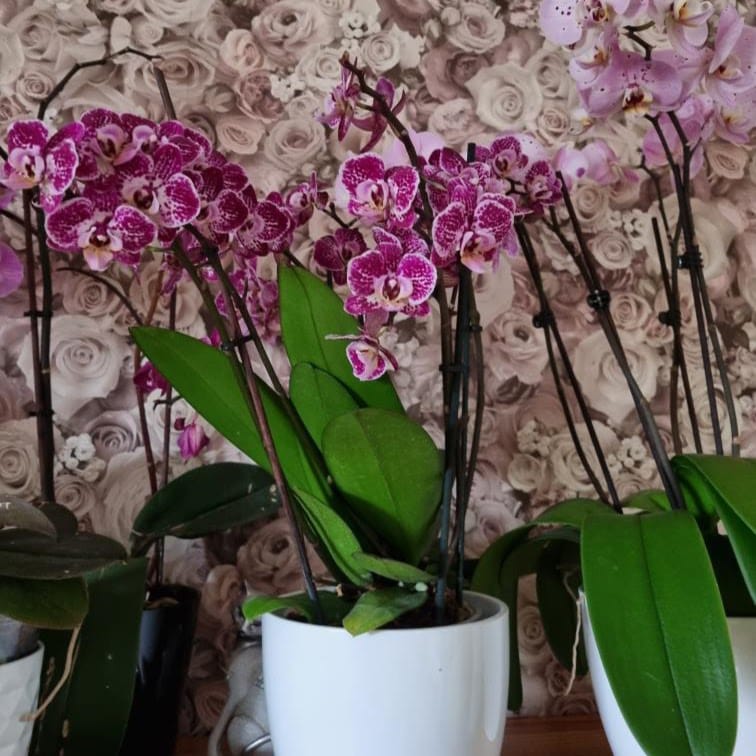 Phalaenopsis Purple Rain mit lila-gefleckten Blüten und 3 Rispen