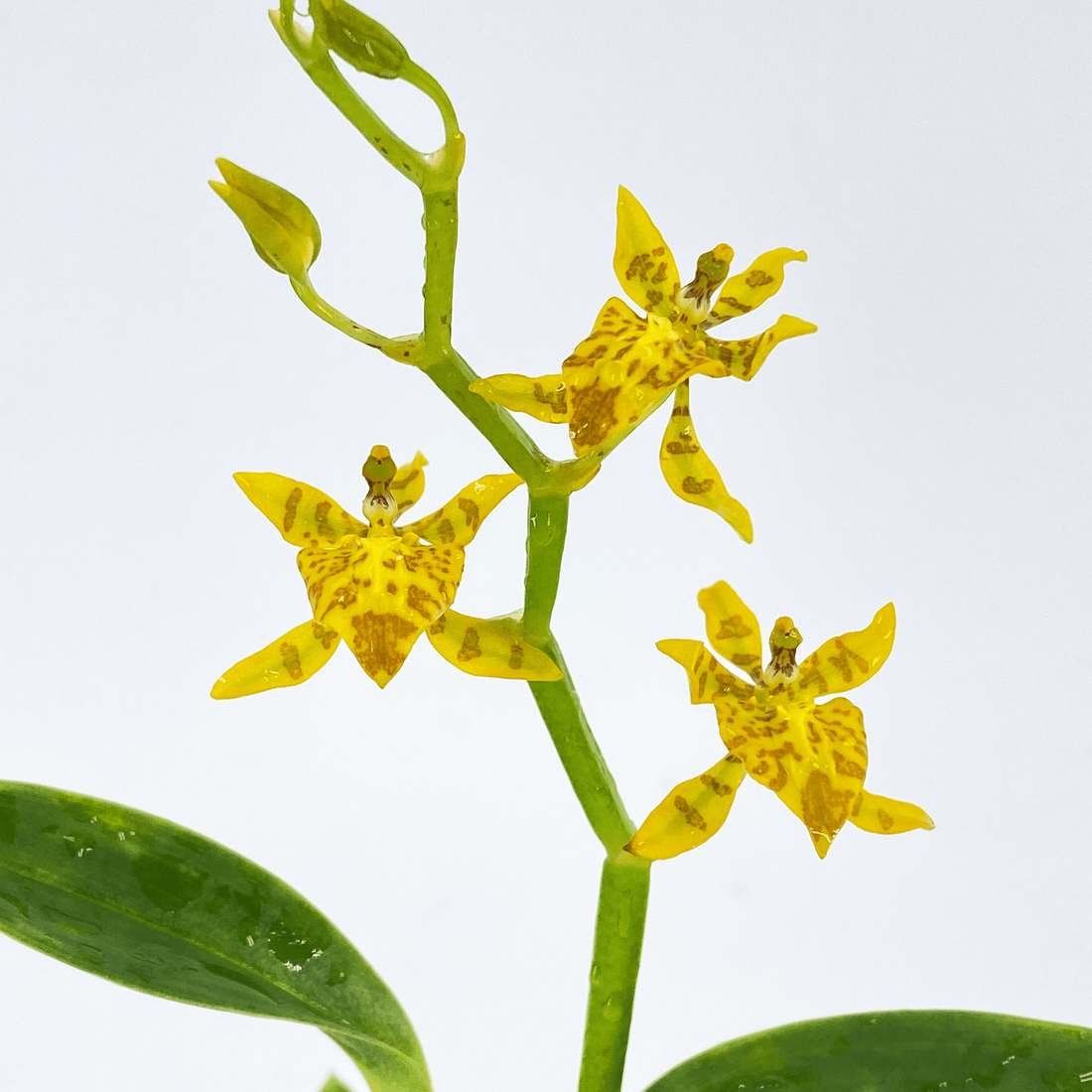 Mini-Duft-Orchidee Cyrtochilum meirax mit gelben Blüten und 1+ Rispen