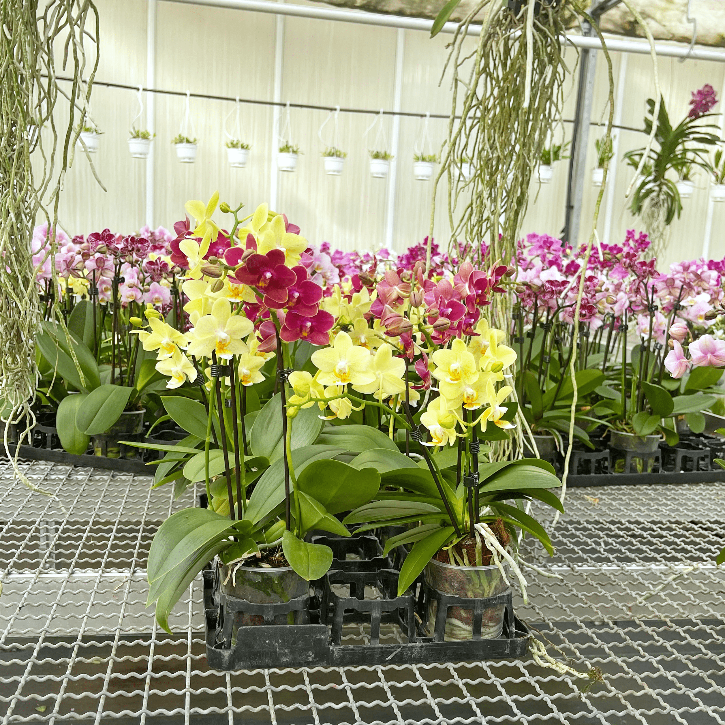 Cocktail Orchidee mit gelb-roten Blüten und 5+ Rispen