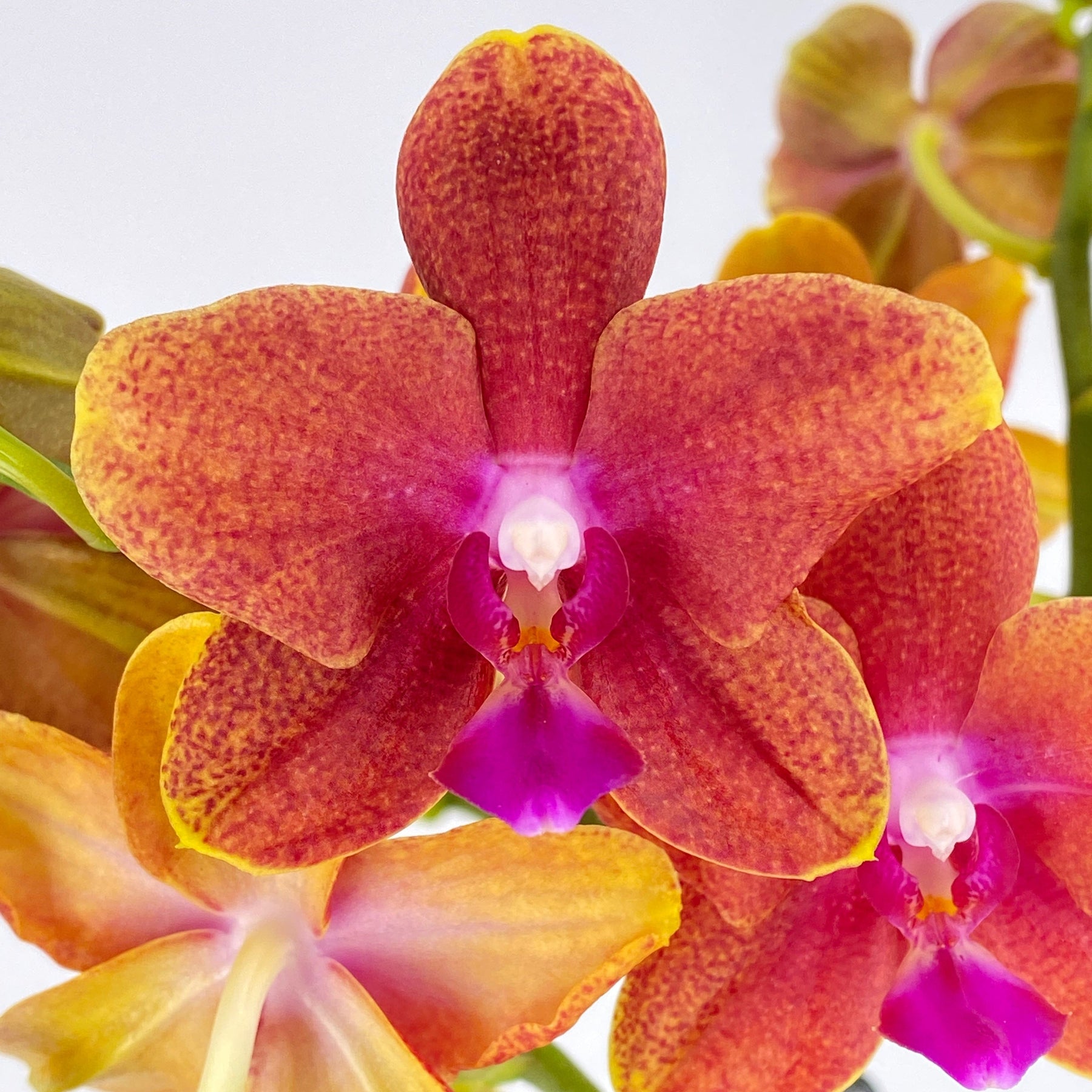 Phalaenopsis Duftorchidee Bolgherie 4+ Stielen ▷ Orchideen Klusmann
