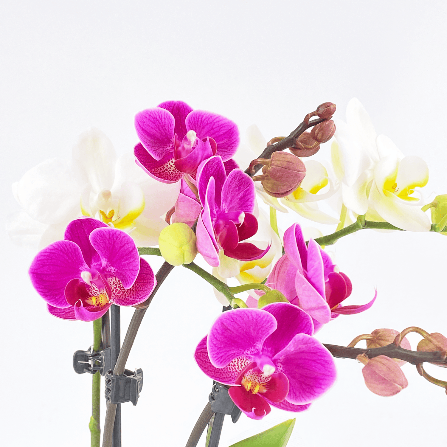 Cocktail Orchidee mit violett-weißen Blüten und 4 Rispen, Keramik und Dekovlies