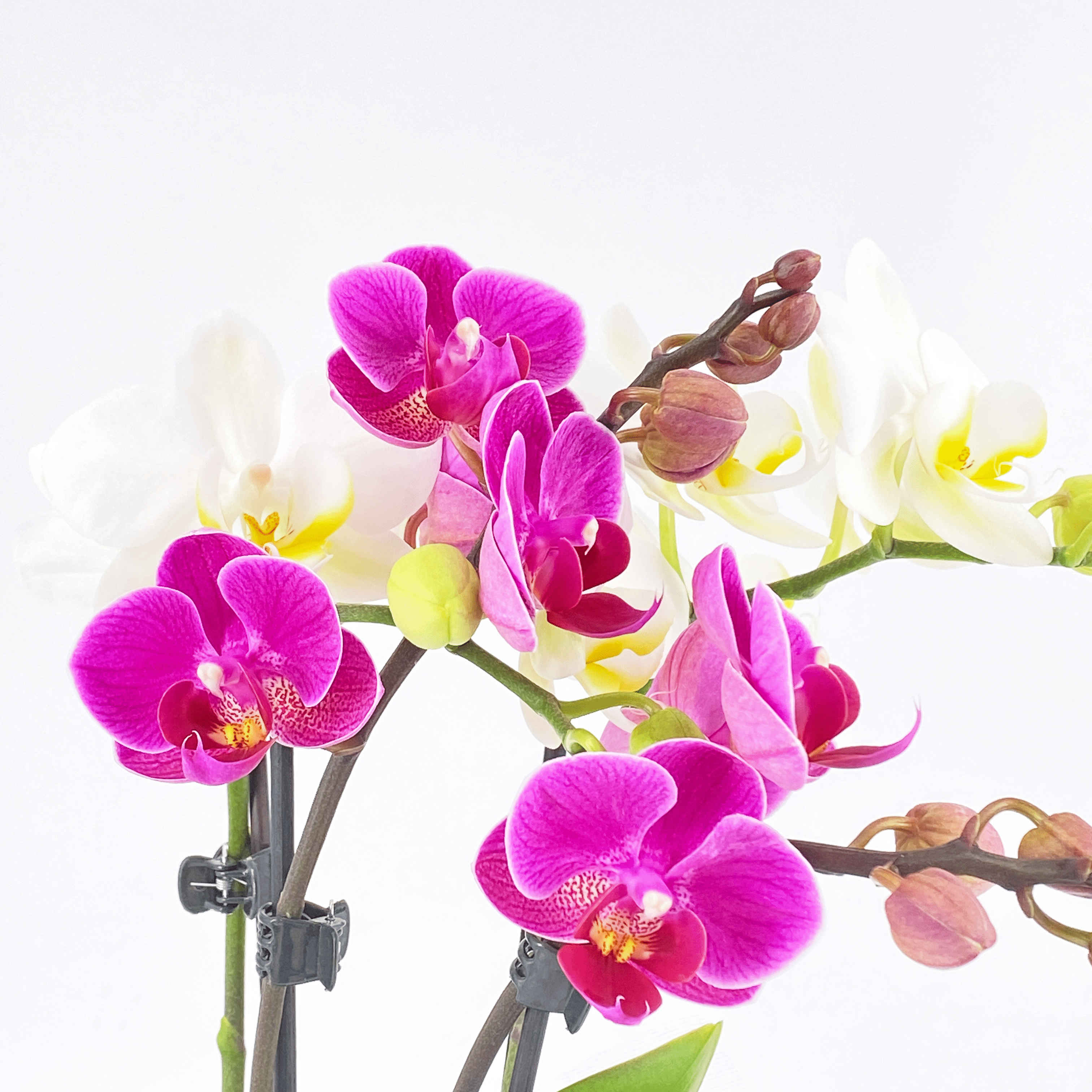 Cocktail Orchidee mit violett-weißen Blüten und 4 Rispen, Keramik und Dekovlies