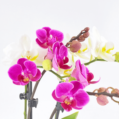 Cocktail Orchidee mit violett-weißen Blüten und 4 Rispen, Keramik und Dekovlies