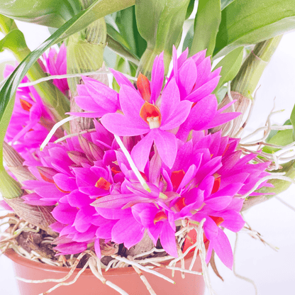 Dendrobium Hibiki mit pinken Blüten