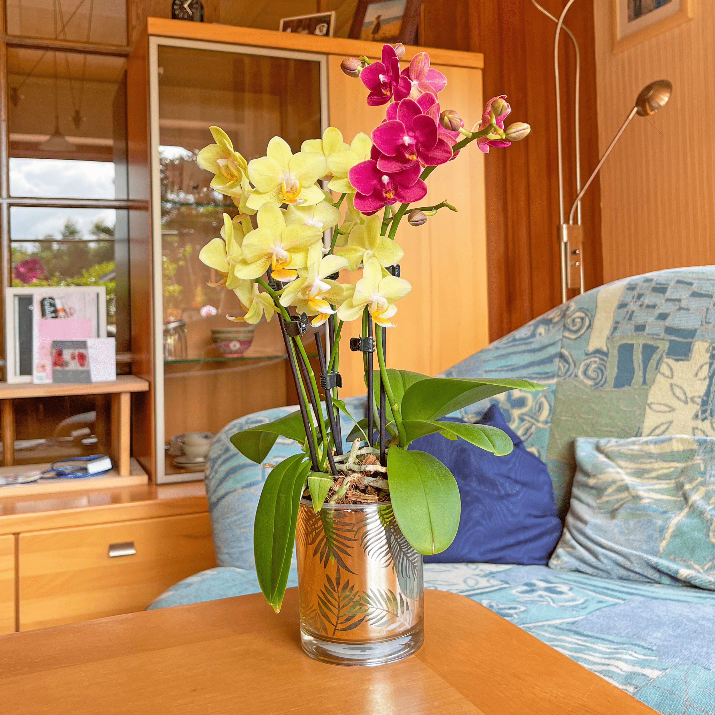 Cocktail Orchidee mit gelb-roten Blüten und 5+ Rispen
