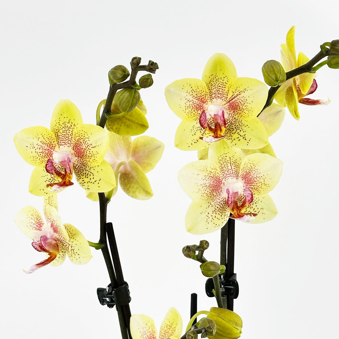 Table Dance Pereira mit gelb-gepunkteten Blüten und 3+ Rispen