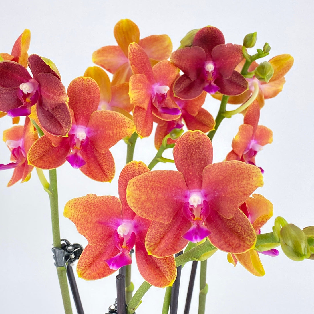Phalaenopsis Duftorchidee Bolgheri mit orangen Blüten und 3 Rispen