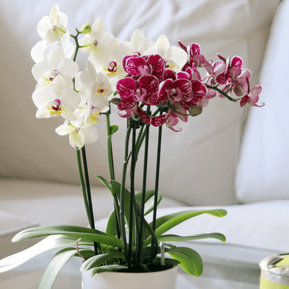 Cocktail Orchidee mit lila weißen Blüten als Tischdekoration im Wohnzimmer