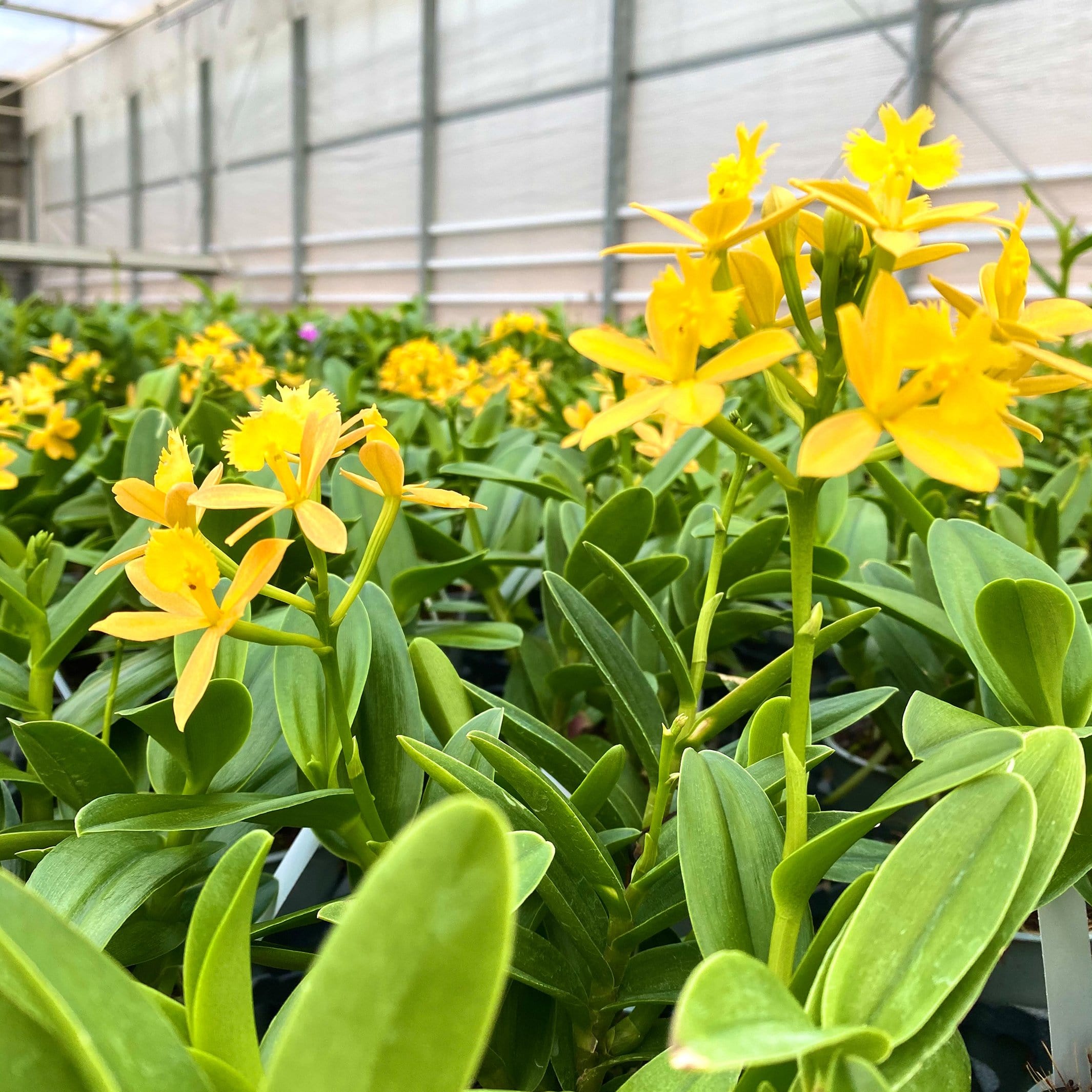 Nahaufnahme Blüte Epidendrum Nordic Fire gelbe Blüten Orchidee in der Gärtnerei