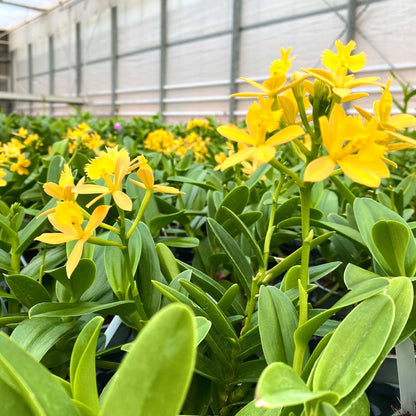 Nahaufnahme Blüte Epidendrum Nordic Fire gelbe Blüten Orchidee in der Gärtnerei