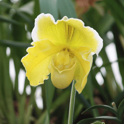 Frauenschuh Paphiopedilum Grün-Weiß mit 1 Rispe