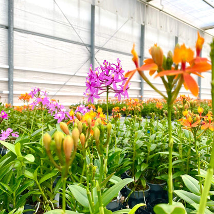 Nahaufnahme Blüte Epidendrum Nordic Fire Orchideen in der Gärtnerei