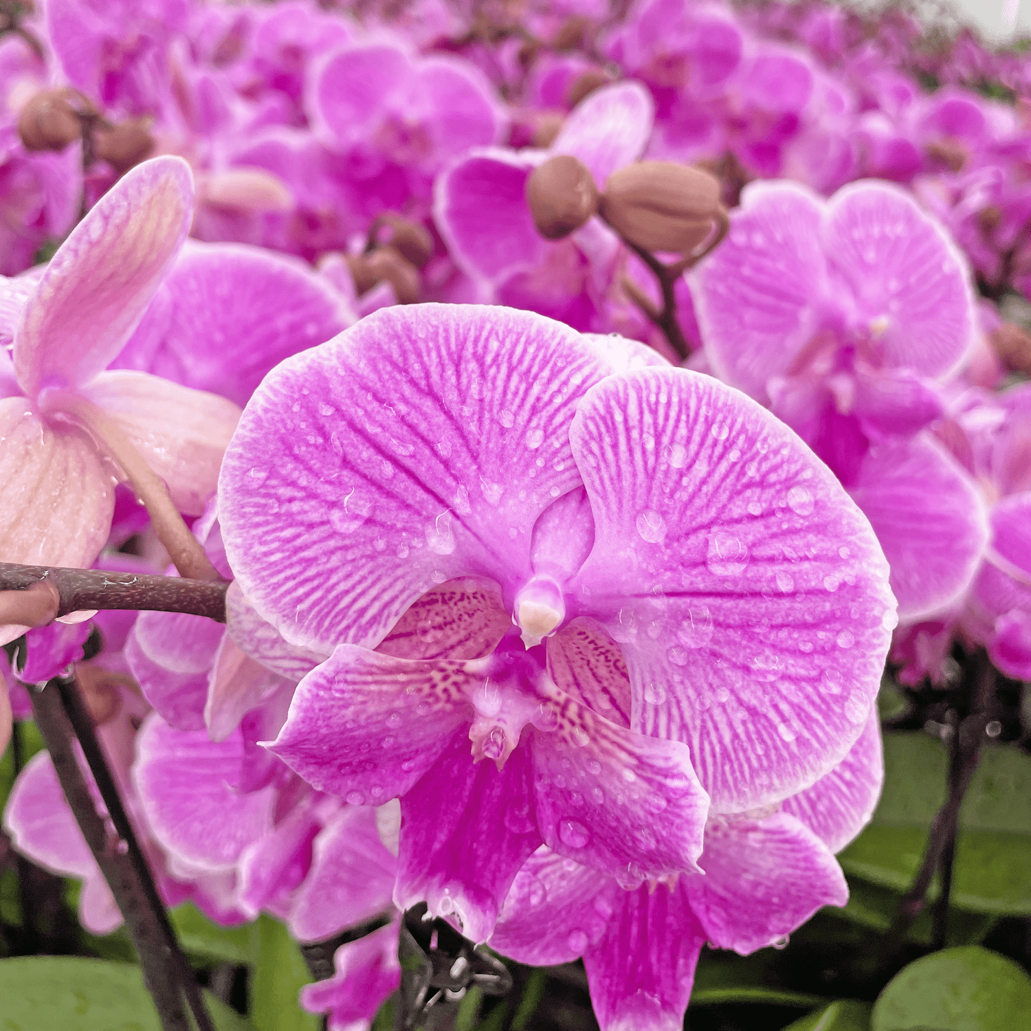 Große Two of Us Big Lip Manta Kalimantan mit pinken Blüten und 4 Rispen
