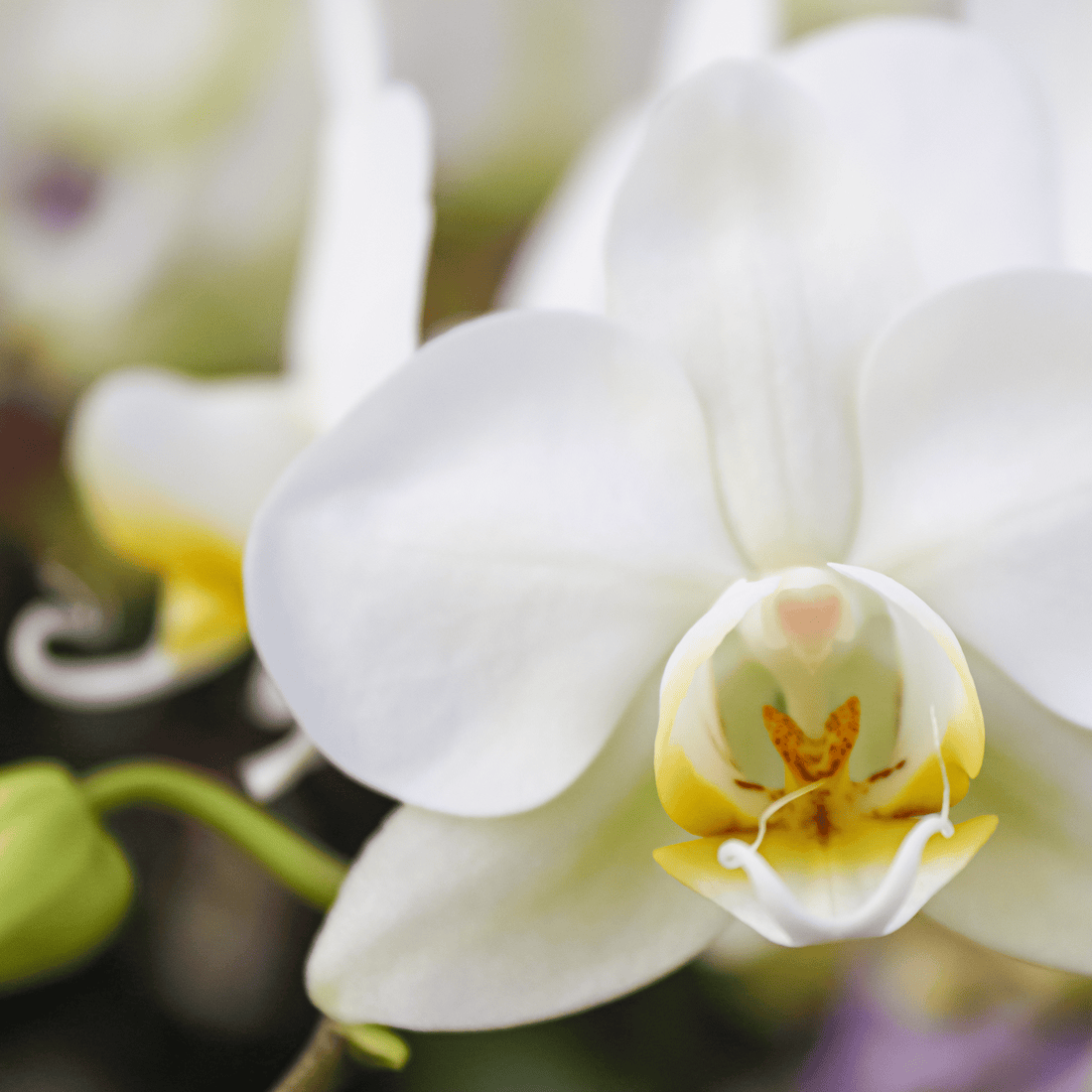 Table Dance Weiß mit weißen Blüten und 3 Rispen