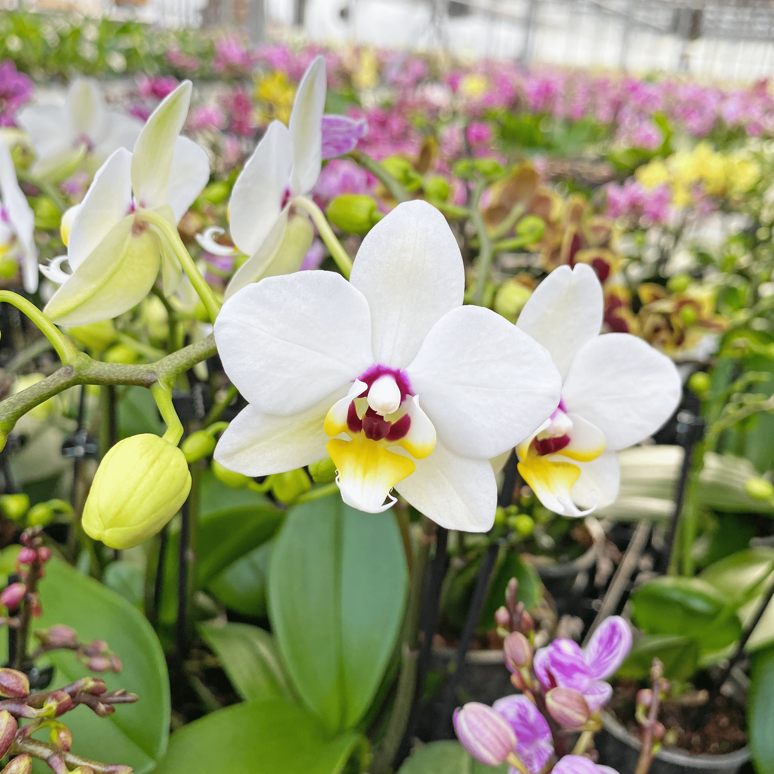 Große Two of Us White Coco mit weißen Blüten und 4 Rispen