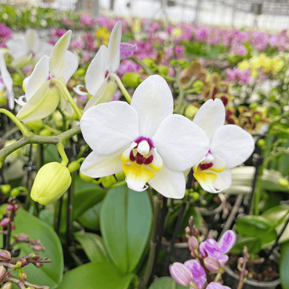 Große Two of Us White Coco mit weißen Blüten und 4 Rispen