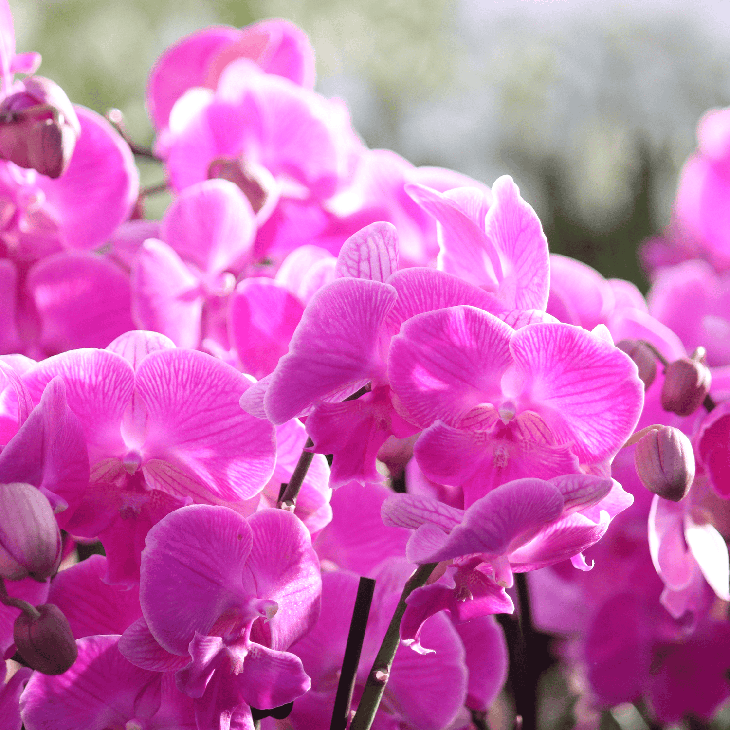 Phalaenopsis Big Lip Manta Kalimantan mit pinken Blüten und 3+ Rispen