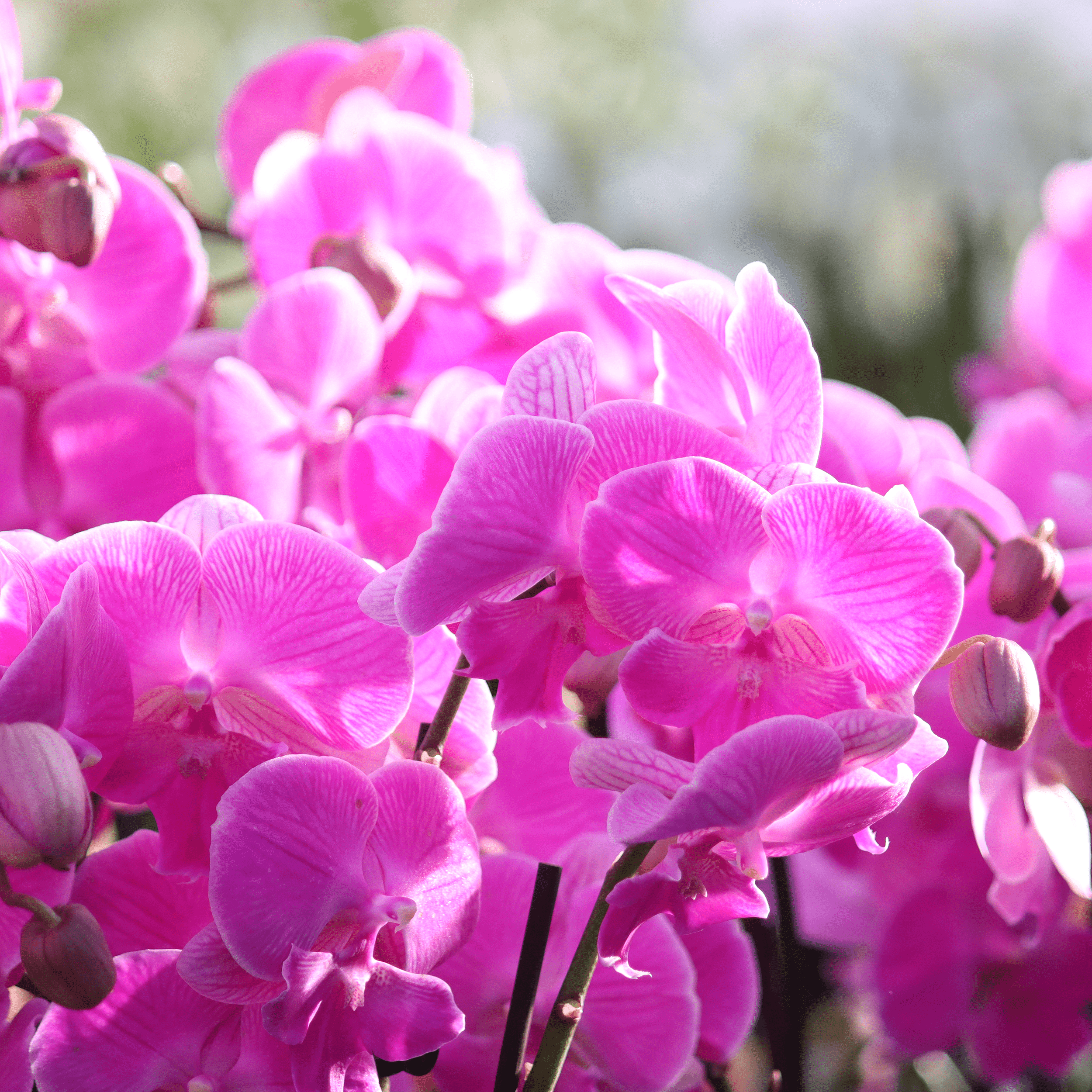 Phalaenopsis Big Lip Manta Kalimantan mit pinken Blüten und 3+ Rispen