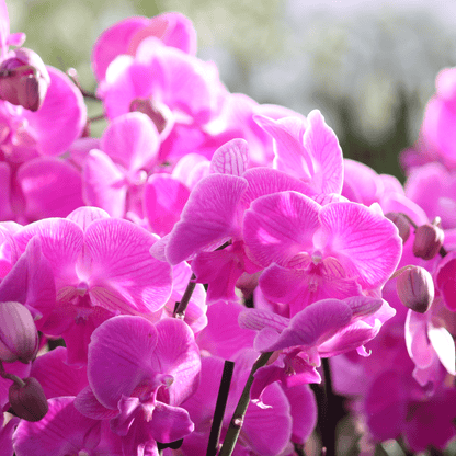 Phalaenopsis Big Lip Manta Kalimantan mit pinken Blüten und 3+ Rispen