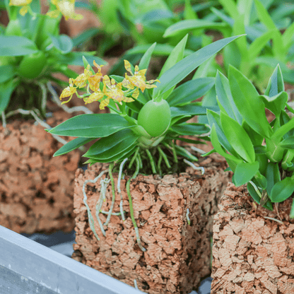 Mini-Duft-Orchidee Cyrtochilum meirax mit gelben Blüten und 1+ Rispen