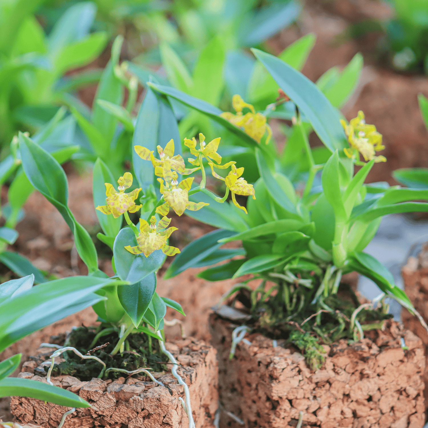 Mini-Duft-Orchidee Cyrtochilum meirax mit gelben Blüten und 1+ Rispen