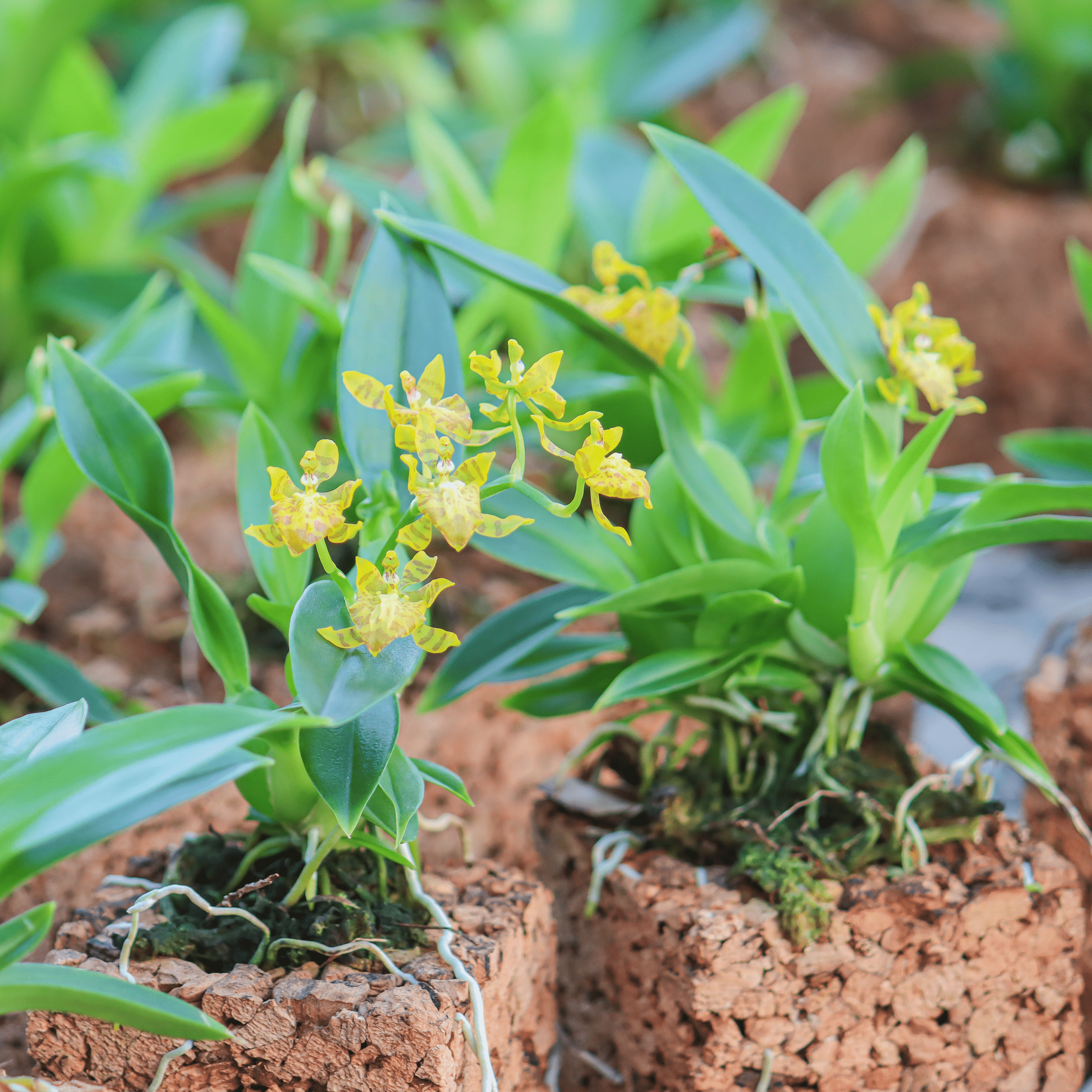 Mini-Duft-Orchidee Cyrtochilum meirax mit gelben Blüten und 1+ Rispen