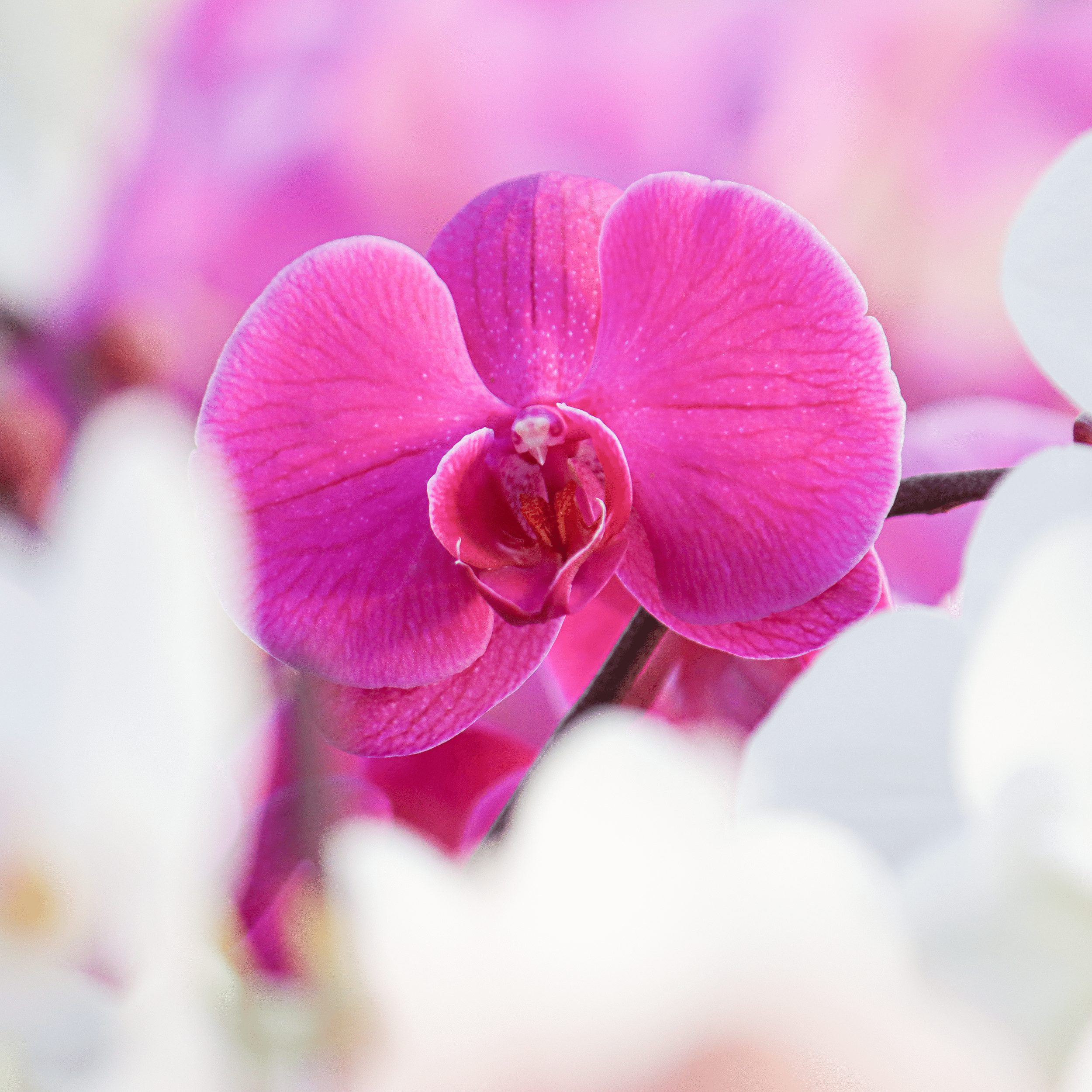 Phalaenopsis Big Lip Manta Kalimantan mit pinken Blüten und 3+ Rispen