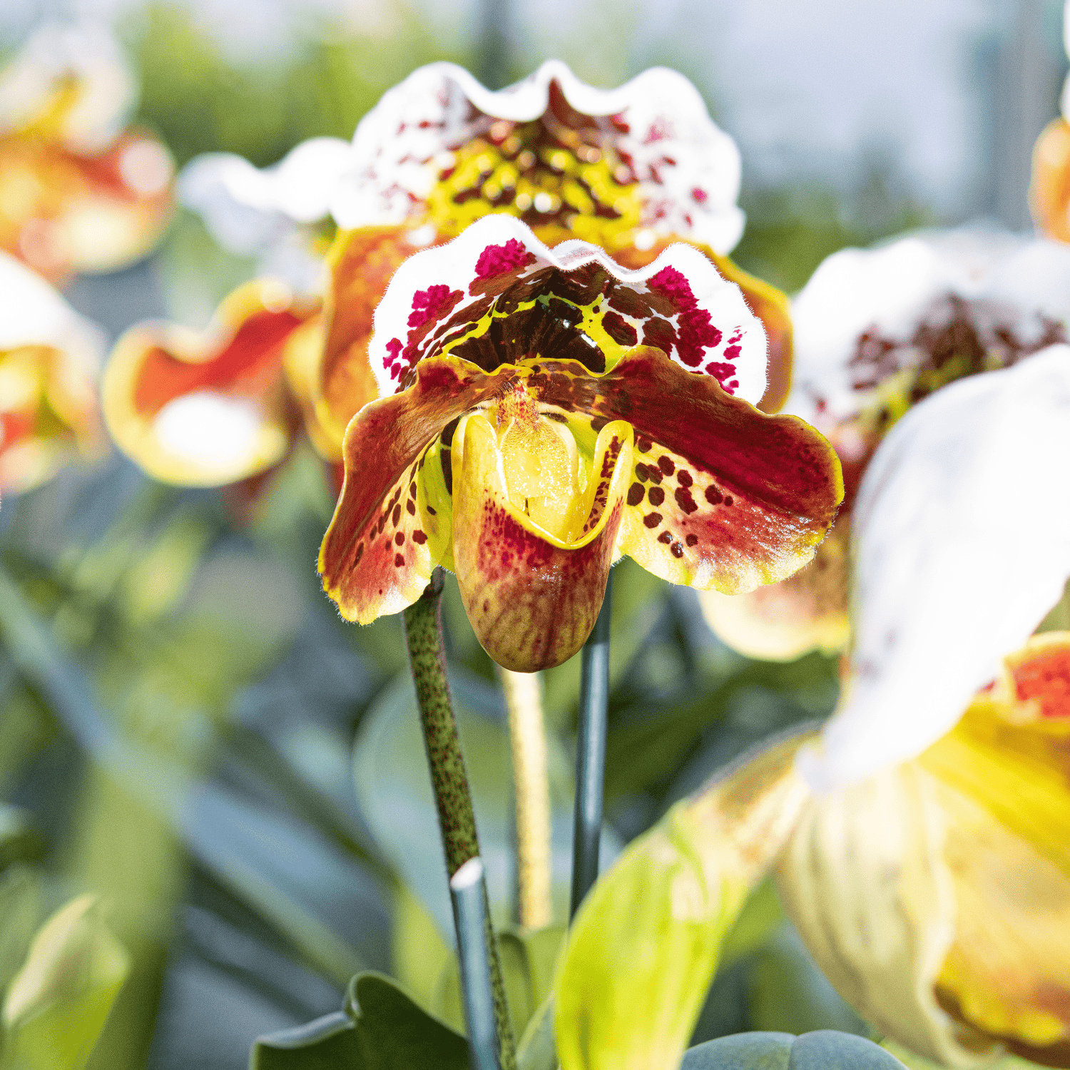 Frauenschuh Paphiopedilum Amerikanische Hybride mit getupfter Blüte und 1 Rispe