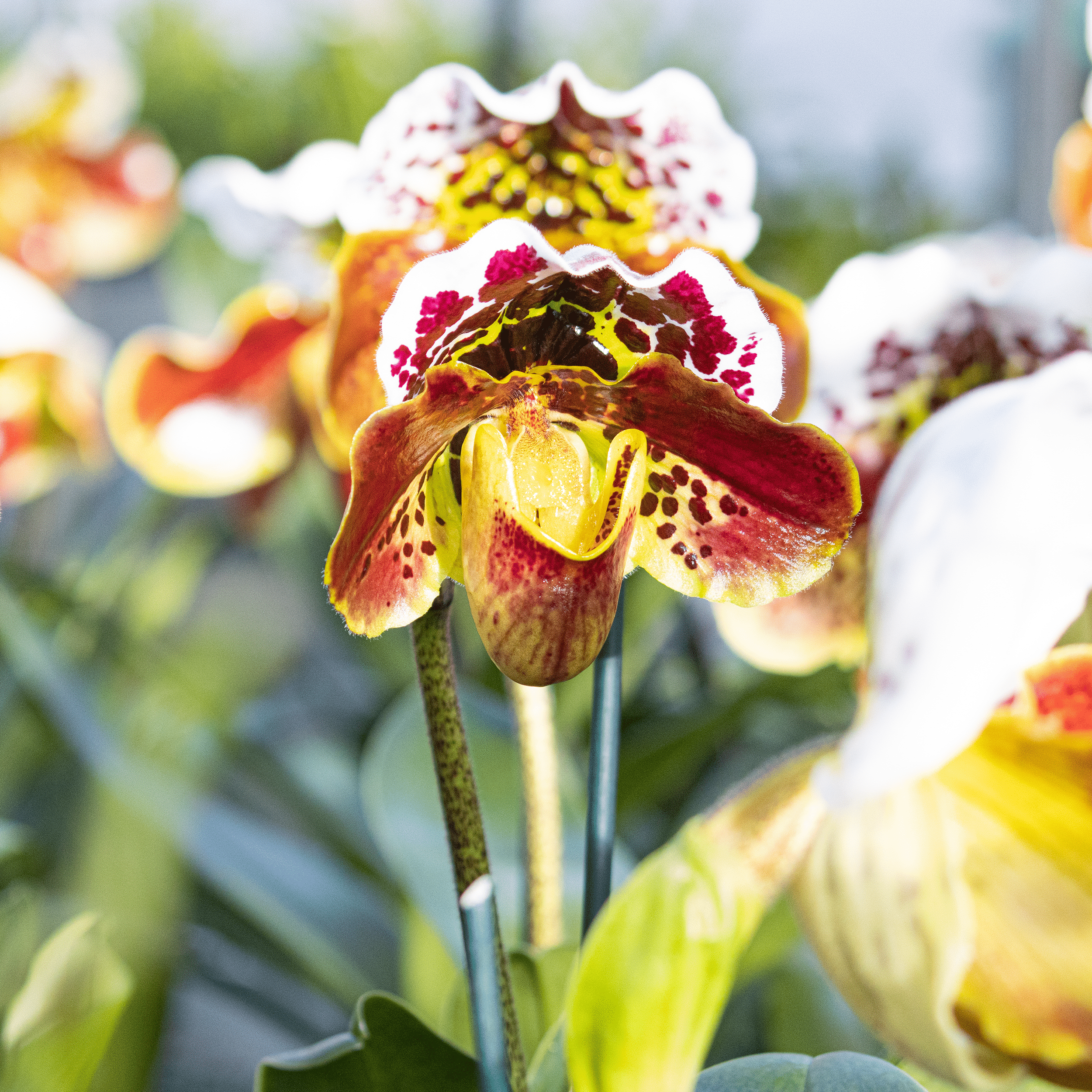Frauenschuh Paphiopedilum Amerikanische Hybride mit getupfter Blüte und 1 Rispe