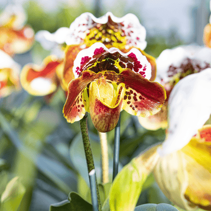 Frauenschuh Paphiopedilum Amerikanische Hybride mit getupfter Blüte und 1 Rispe